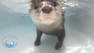 カワウソの赤ちゃん、水中での顔はぶちゃいくって本当！？　Baby otter　is ugly in the water, which makes it cute!?