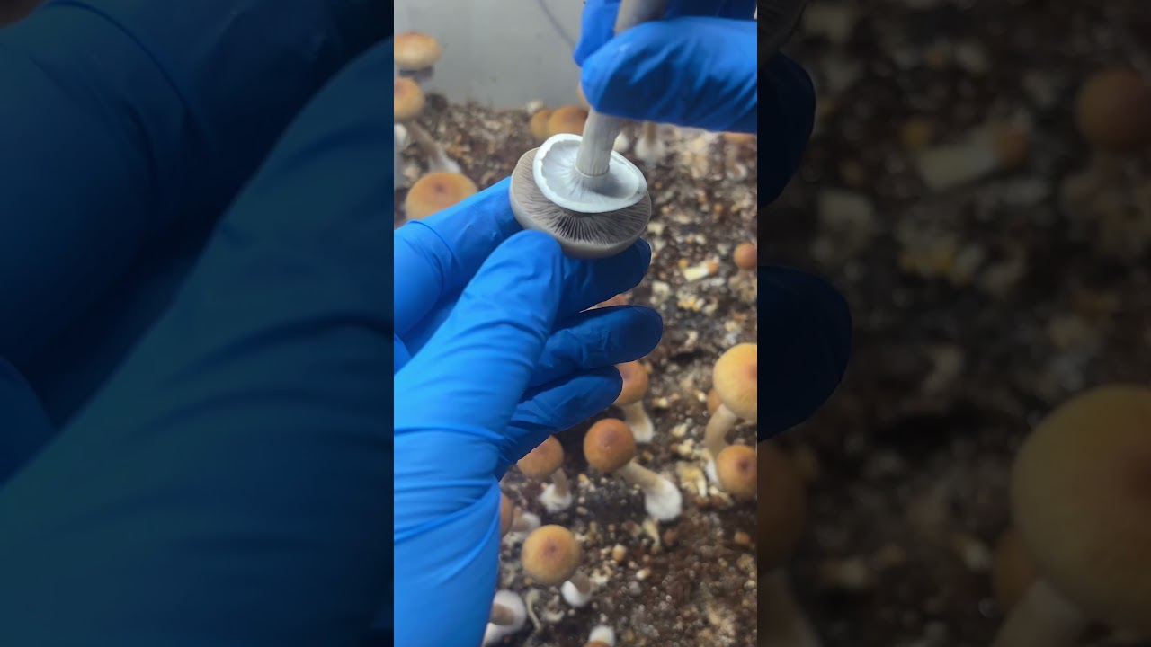 El momento perfecto para cosechar hongos 🍄 ¡Mira cuándo romper el velo!