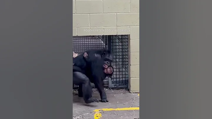 Sweet Reunion! Chimp Reunites with Mom after treatment for snake bite