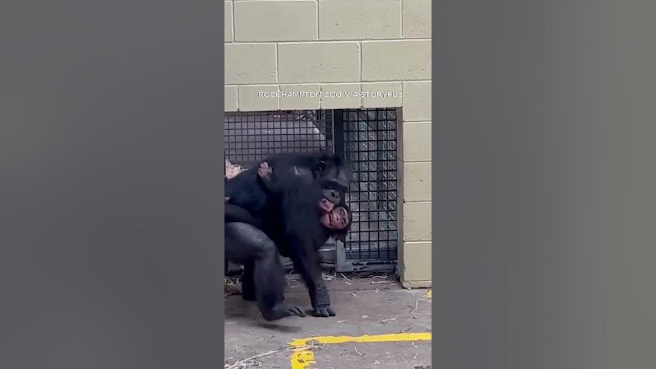 Sweet Reunion! Chimp Reunites with Mom after treatment for snake bite