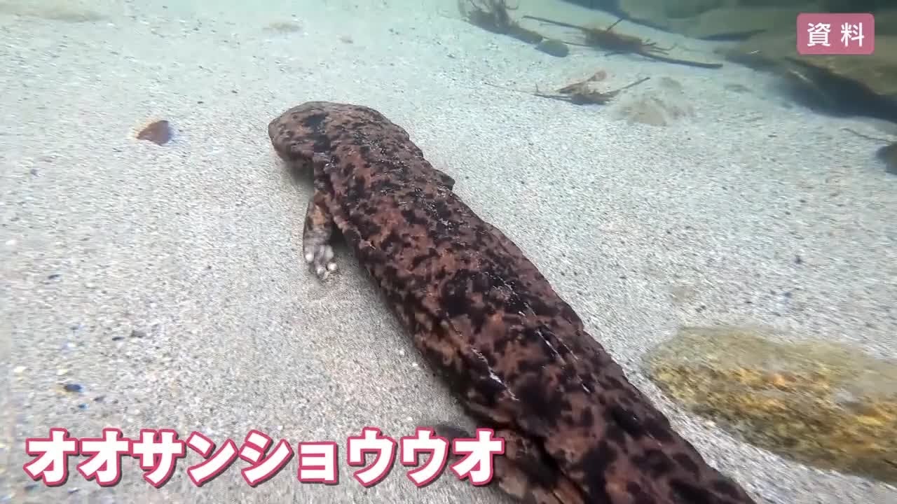 オオサンショウウオを守る検討会 繁殖や居場所確保のブロック設置案が