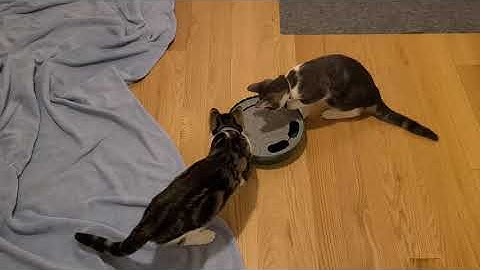 Indy and Peach playing with their Pawaboo Running Mouse Cat Toy