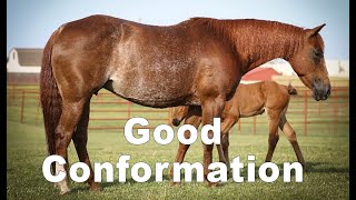 Good Performance Horse Conformation... Ideal for reining, cutting and reined cow horse