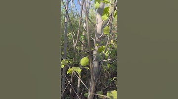 Dit is een grote fout die veel landeigenaren maken bij het kappen van hun hout.