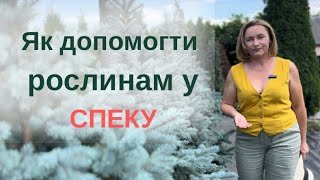 видео: Прийоми, що допоможуть вашим рослинам краще пережити спекотні літні дні і не втратити декоративність картинка: Прийоми, що допоможуть вашим рослинам краще пережити спекотні літні дні і не втратити декоративність