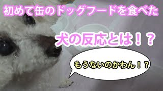 【老犬プードル】初めての缶ドッグフードを食べるトイプードルの姿(14歳にして初！？)【面白い,かわいい,興奮,咀嚼,リアクション】