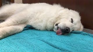 スヤスヤ眠るルンルンです　Great Pyrenees　グレートピレニーズ