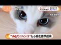 【もふ猫NEWS】あおり運転した猫を書類送検