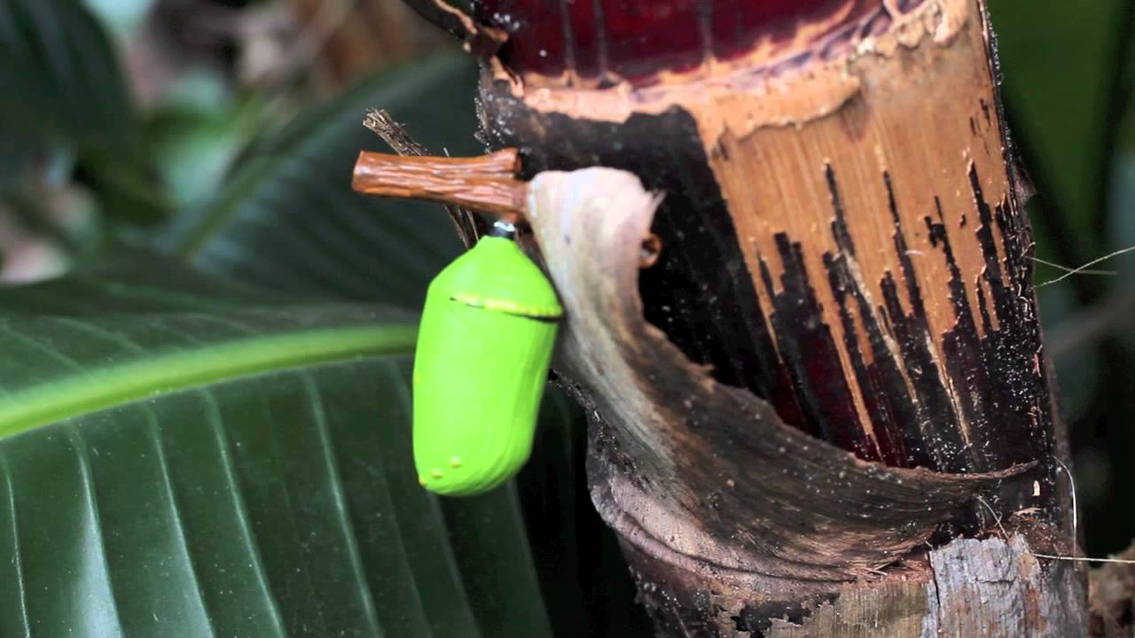 safari ltd life cycle of a monarch butterfly