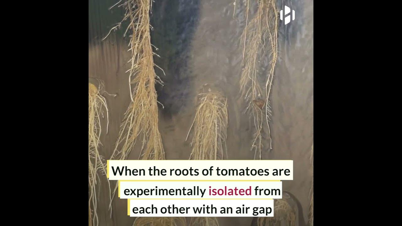 Plants use underground electrical signals to communicate with each