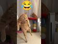 funny dance of cat 😂🔥🗿#shortsfeed #shorts #viral #funny