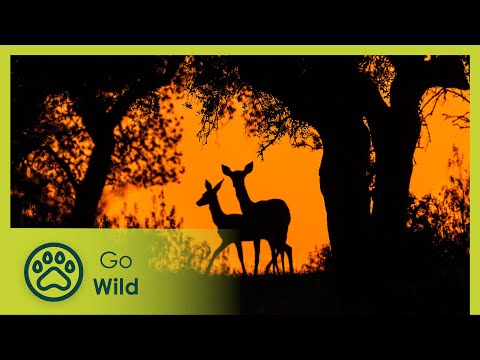Monfragüe National Park | Go Wild