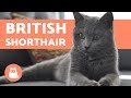 British Shorthair - CARACTÈRE ET COMPORTEMENT