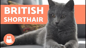 Quel est le prix d'un chat british shorthair ?