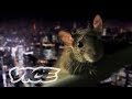 都心に潜む不死身ネズミの進化 - PEST KINGDOM：SUPER RATS