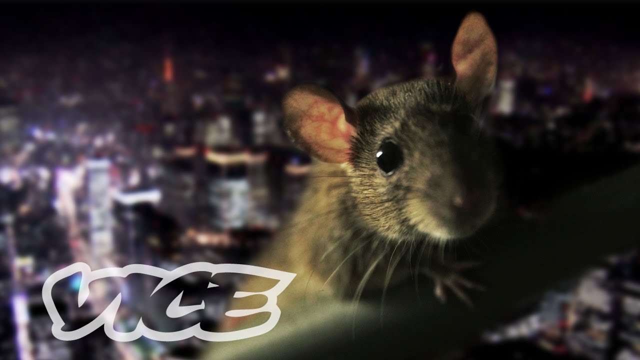 都心に潜む不死身ネズミの進化 Pest Kingdom Super Rats Youtube