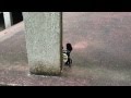こびとづかんのアラシクロバネは、どこにいるのかな？