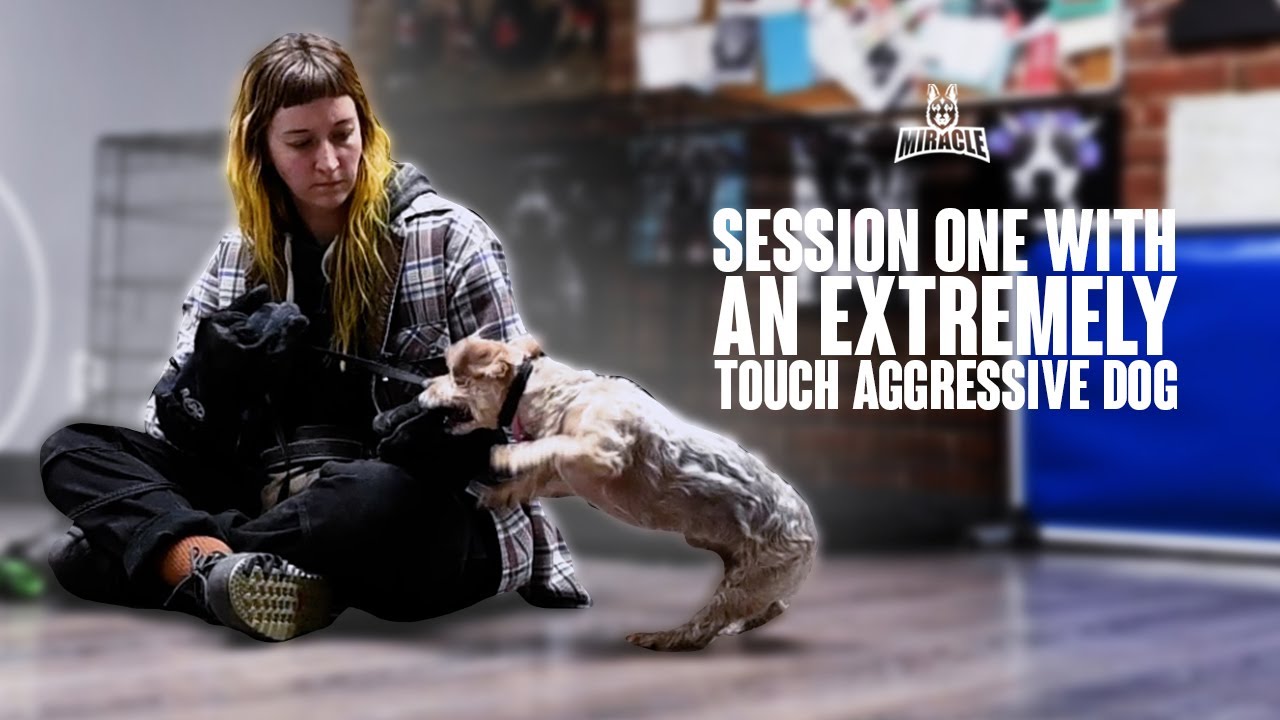 Session One With An Extremely Touch Aggressive Dog - YouTube