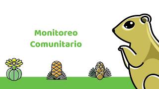 Monitoreo comunitario - Mapache