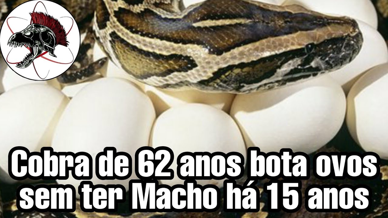 Cobra Píton de 62 anos  põe ovos sem o Macho há 15 anos | Biólogo Henrique o Biólogo das Cobras