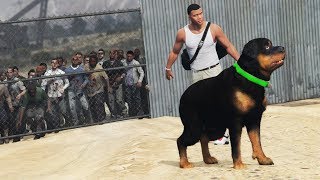 GTA 5  FRANKLIN & CHOP in a ZOMBIE Outbreak!