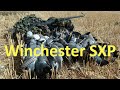 Winchester sxp fast pigeons