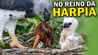 Harpia Uma Poderosa Águia Brasileira Conheça O Ninho Da Mais Forte Águia Do Mundo