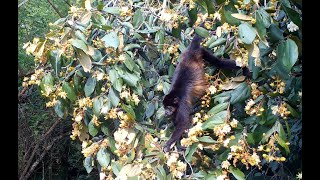 Mantled Howler Monkey - Tico Times