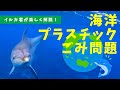 海洋プラスチック問題について、イルカくんが教えてくれるよ！【ニンゲンのみんなへ   - ボク、地球が心配なんだ - 】