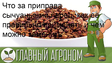 Что за приправа сычуаньский перец, как её правильно применять и чем можно заменить