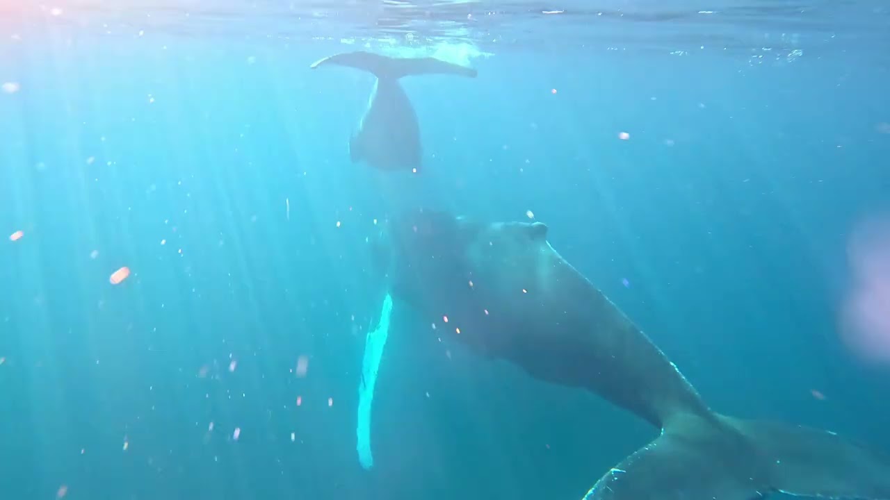 Mom and baby whale.  Perfect sun rays!  Best 4 minutes of your day.  Enjoy!
