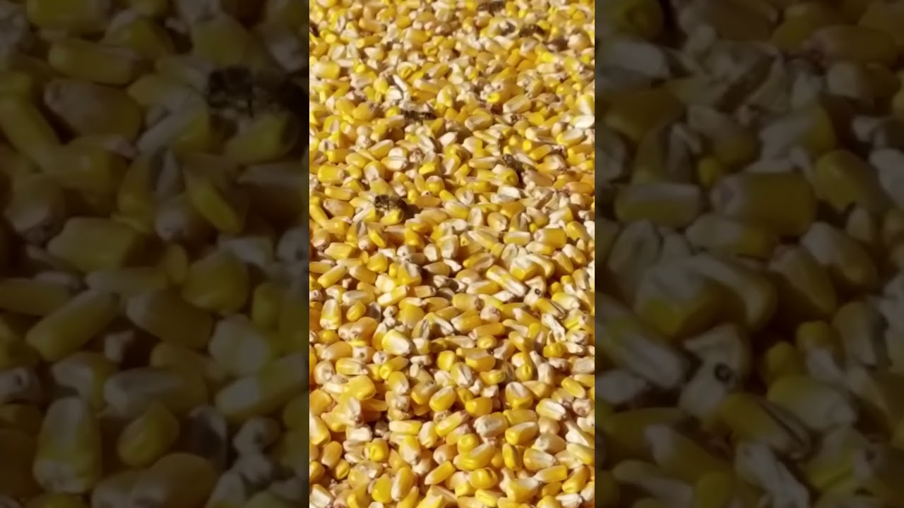 How Much Corn Does A 55 Gallon Drum Hold