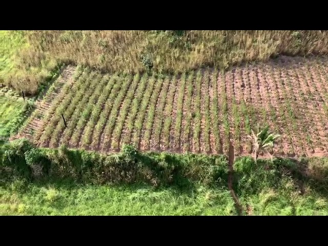 Mais 5 mil pés de maconha são encontrados pelo Graer, em Niquelândia