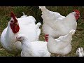 مراحل نمو الدجاج الابيض خلال 38 يوم  & تربية الفراخ البيضاء بالمنزل