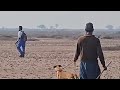 Greyhound Hunting| Training and Tracking Hares| rabbit hunting