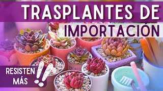 Compré SUCULENTAS COREANAS y esto pasó  | Trasplante de importaciones