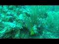 Diving in San Pedro, Belize