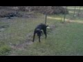 Animal self-cruelty video of the day: dog pees on electric fence