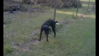 Dog pees on electric fence