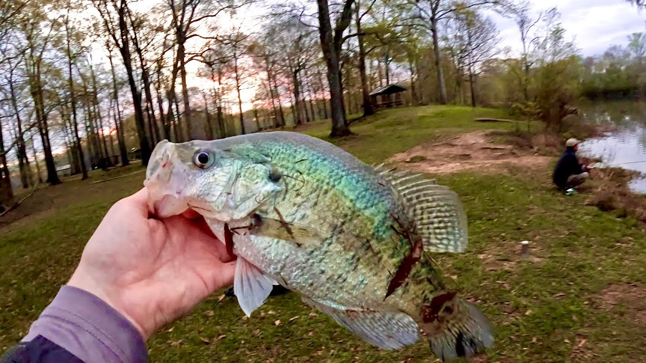 How To Catch COLD-FRONT PRE-SPAWN CRAPPIE from THE BANK! Pressured