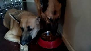 German Shepherd (Rex & Rio) sharing food