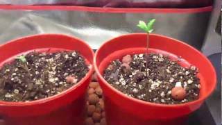 D.I.Y grow box in the making