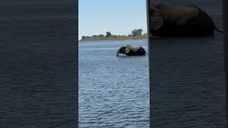 Elephants And Hippo Cross Linyanti River Botswana