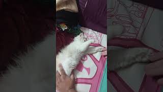 Sweetu Bahut Chalak hai | Koi Usko Pahnakar Dikha de | @Sweetupersiancat2024 by Sweetu - The Persian Cat 50 views 1 month ago 2 minutes, 13 seconds