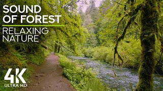 4K SOUND OF FOREST - Gentle Sounds of Forest River & Merry Birds Chirping to Feel Nature at Home