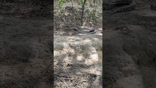 Indian Rock Python Snake Released