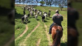 NELORE VALENTE - TIÃO CARREIRO E PARDINHO 🤠🐄