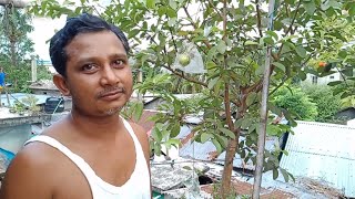 টবে বাসার ছাদে পেয়ারা চাষ পদ্ধতি