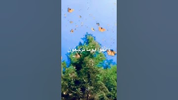 (سورة البقرة)🌸(القارئ خالد الجليل)🌼