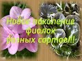 Подрастающее поколение молодых фиалок!